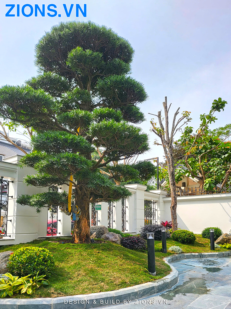 sân trước